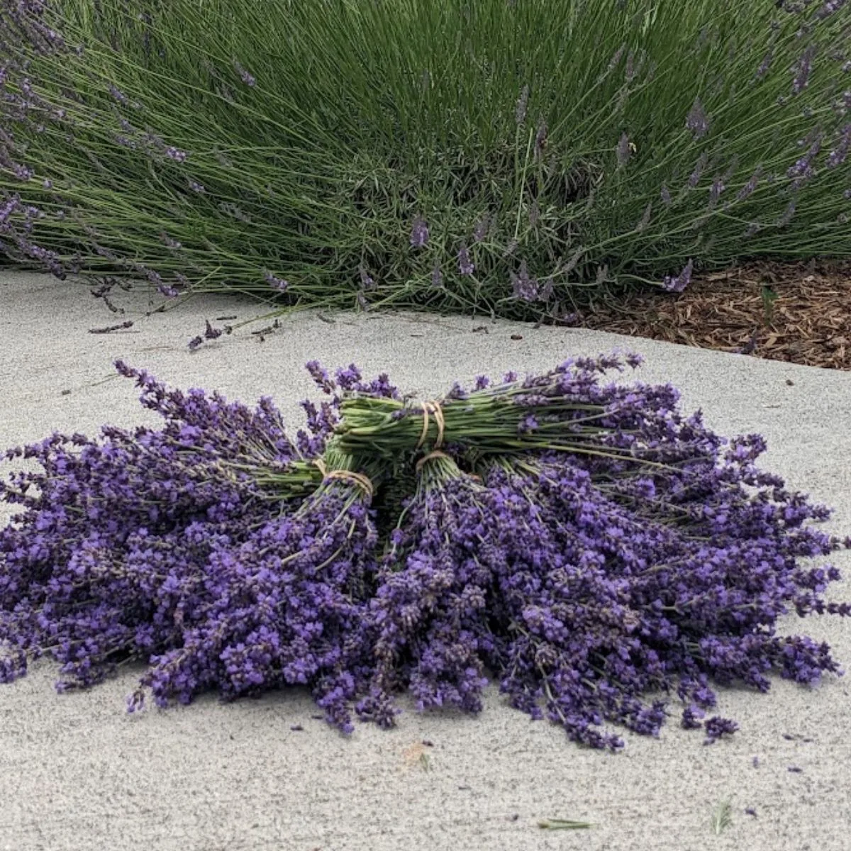 Bundled lavender on the walkway, next to a lavender bush.