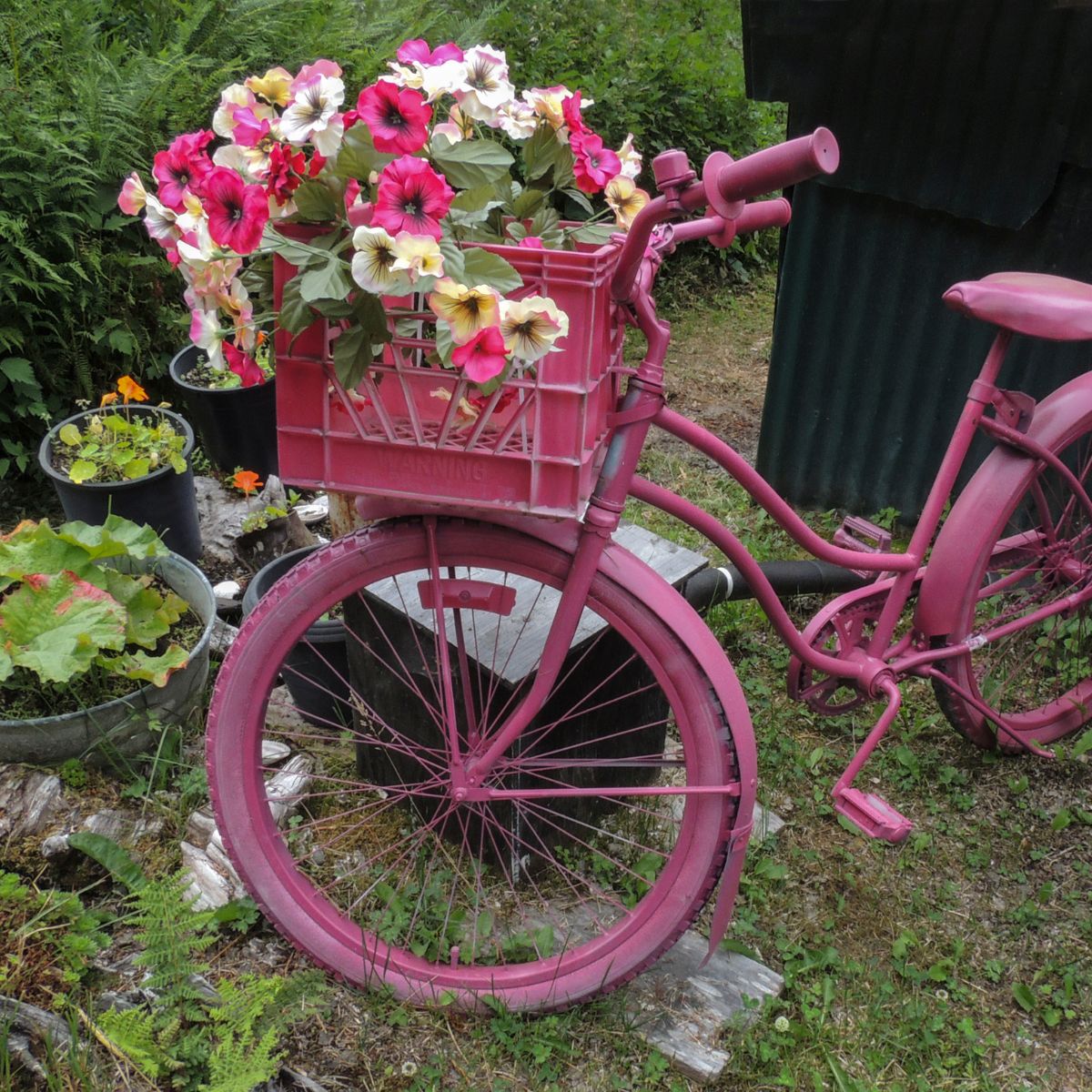 A pink bicycle planter. 