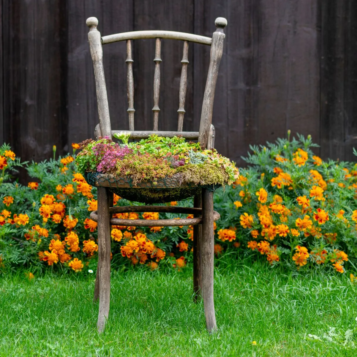 A wooden chair made into a planter and filled with succulents, and surrounded by blooming marigolds