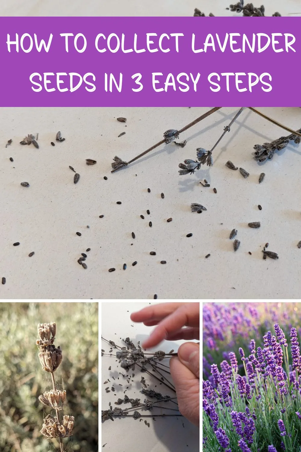 How to collect lavender seeds in 3 easy steps. 