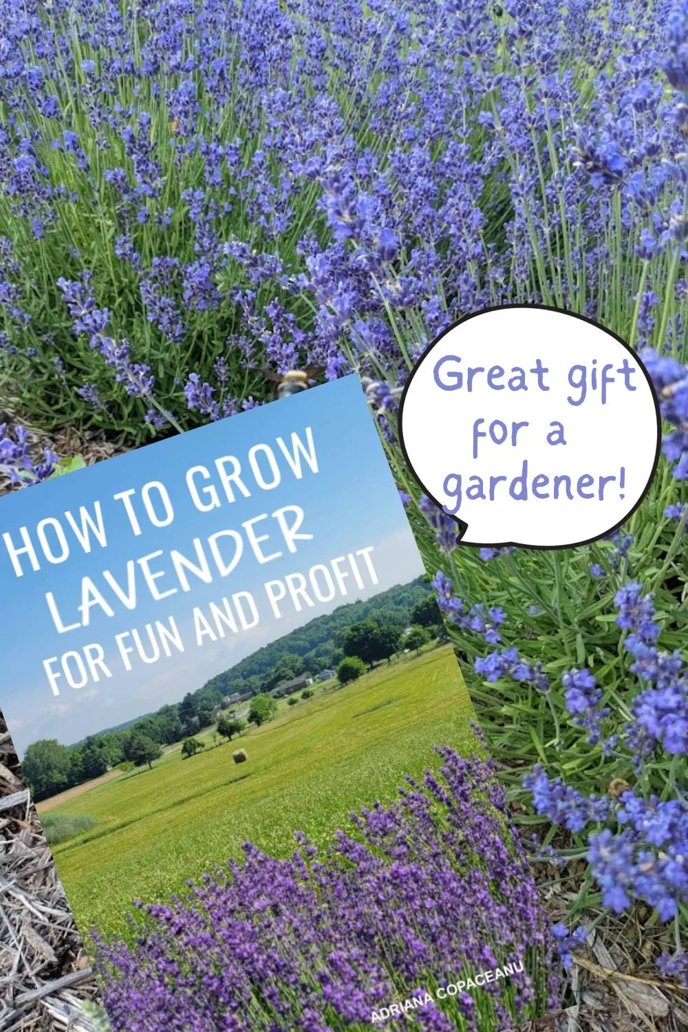 How to grow lavender for fun and profit - great gift for a gardener!