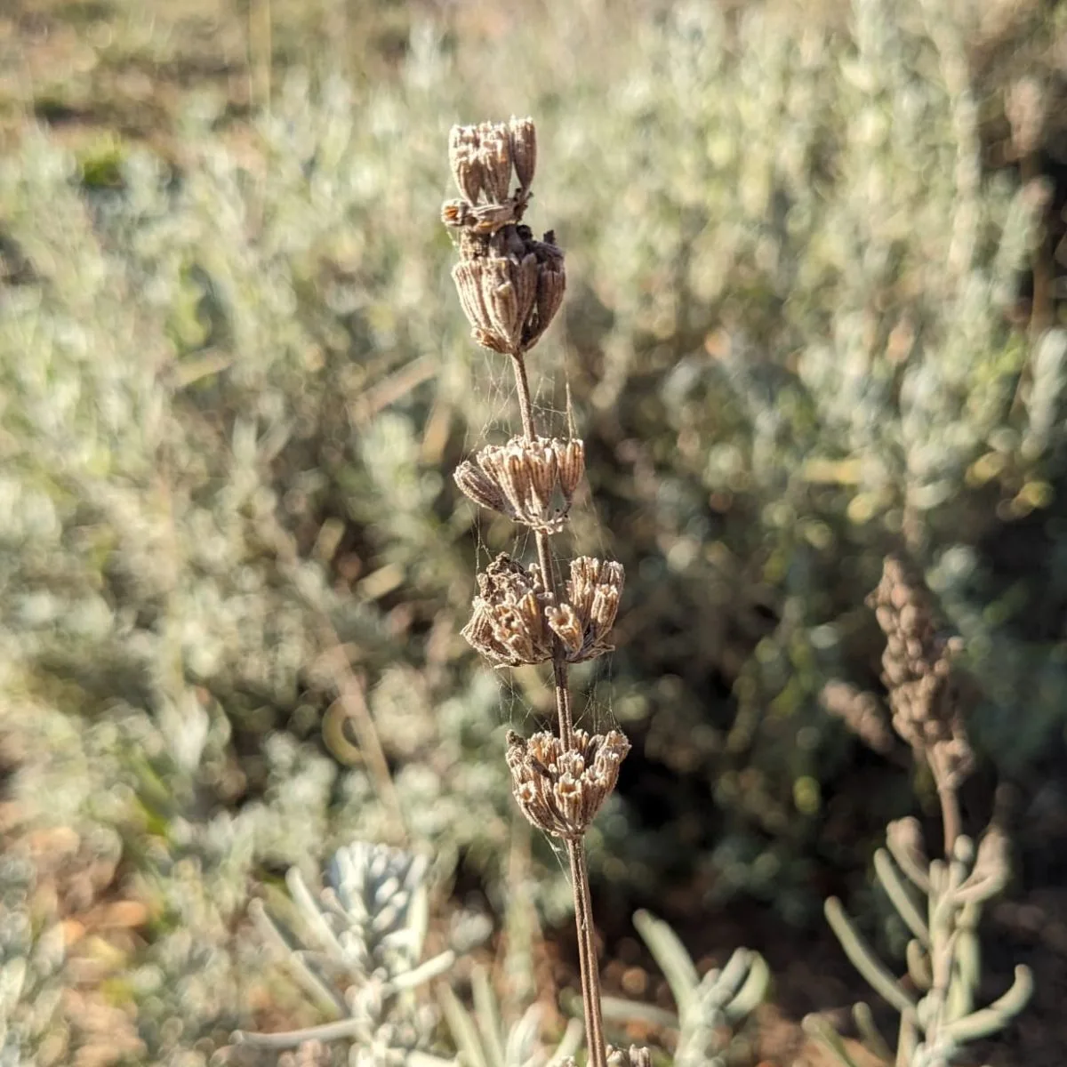 lavender seed head. 