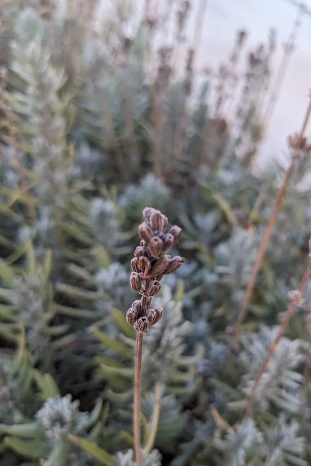 Lavender buds opening up after making seeds.