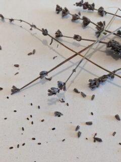 dried lavender buds and seeds on a white paper.