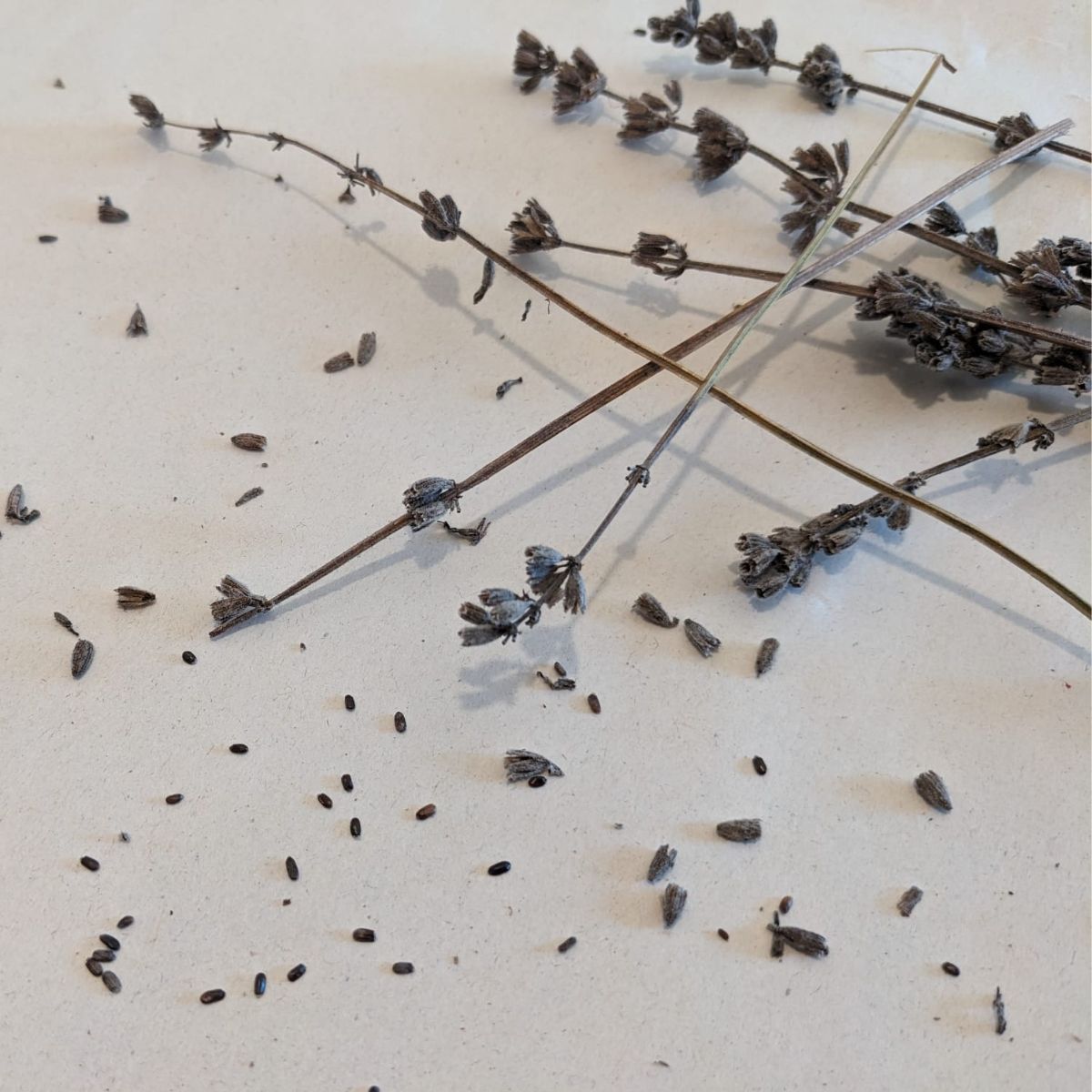 dried lavender buds and seeds on a white paper. 