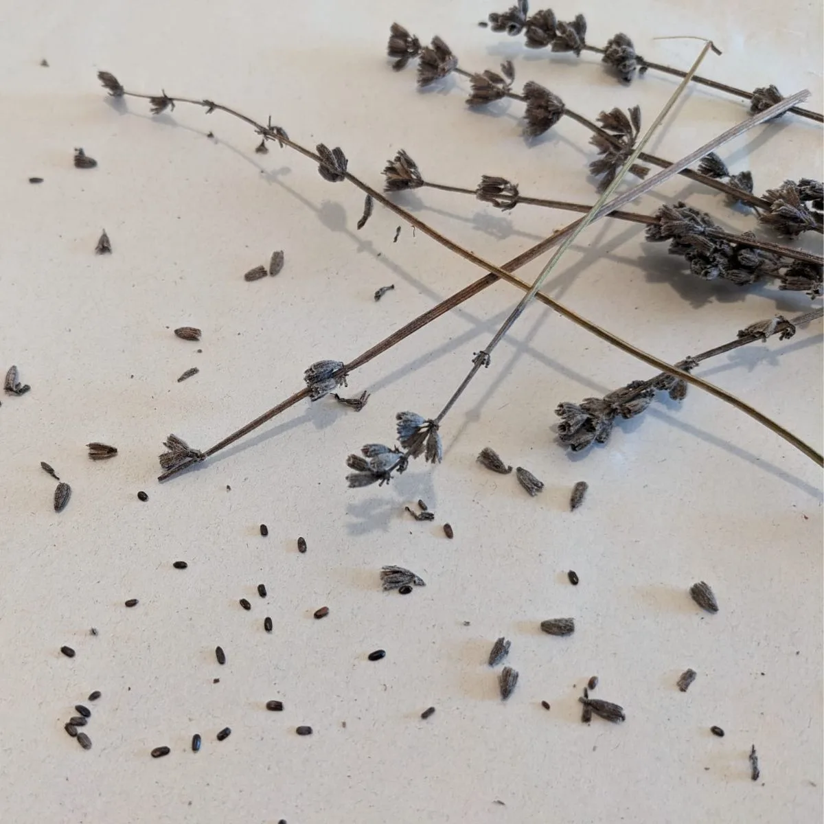 dried lavender buds and seeds on a white paper.