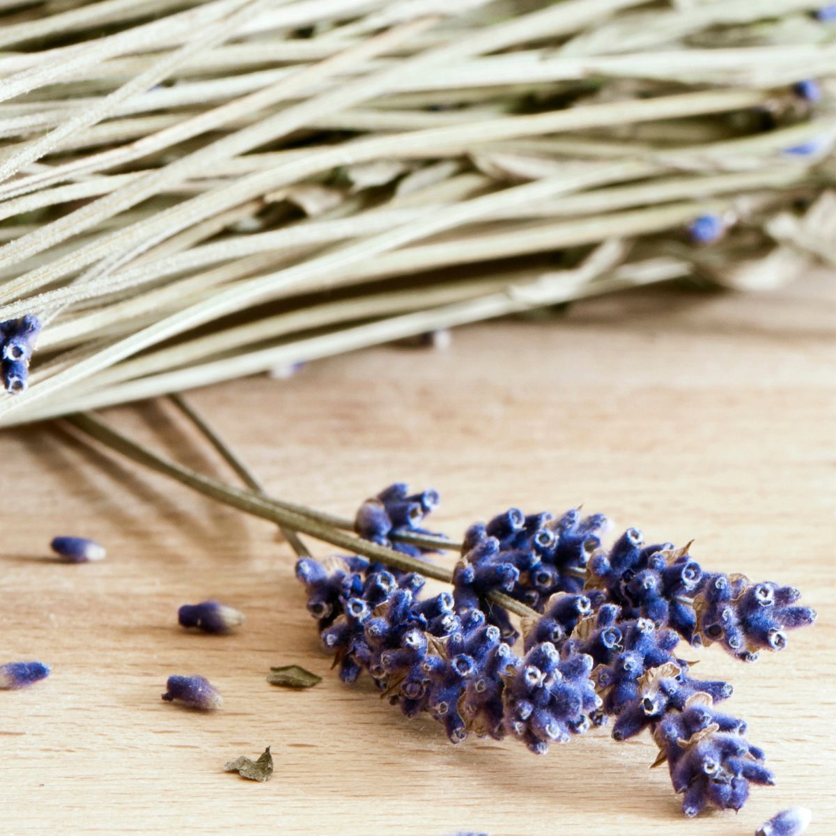 Dried lavender stems and flowers. 