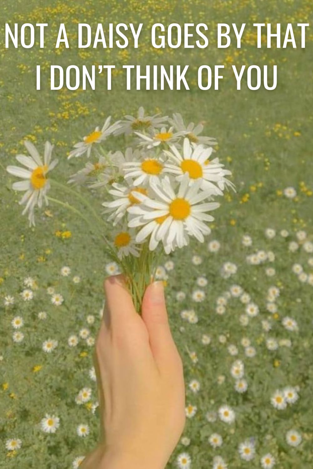 Quote: Not a daisy goes by that I don’t think of you - background of a white daisies bouquet.