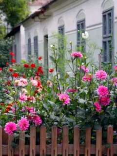 Pink dahlias and other flowers behind a brown fence in front of a building.