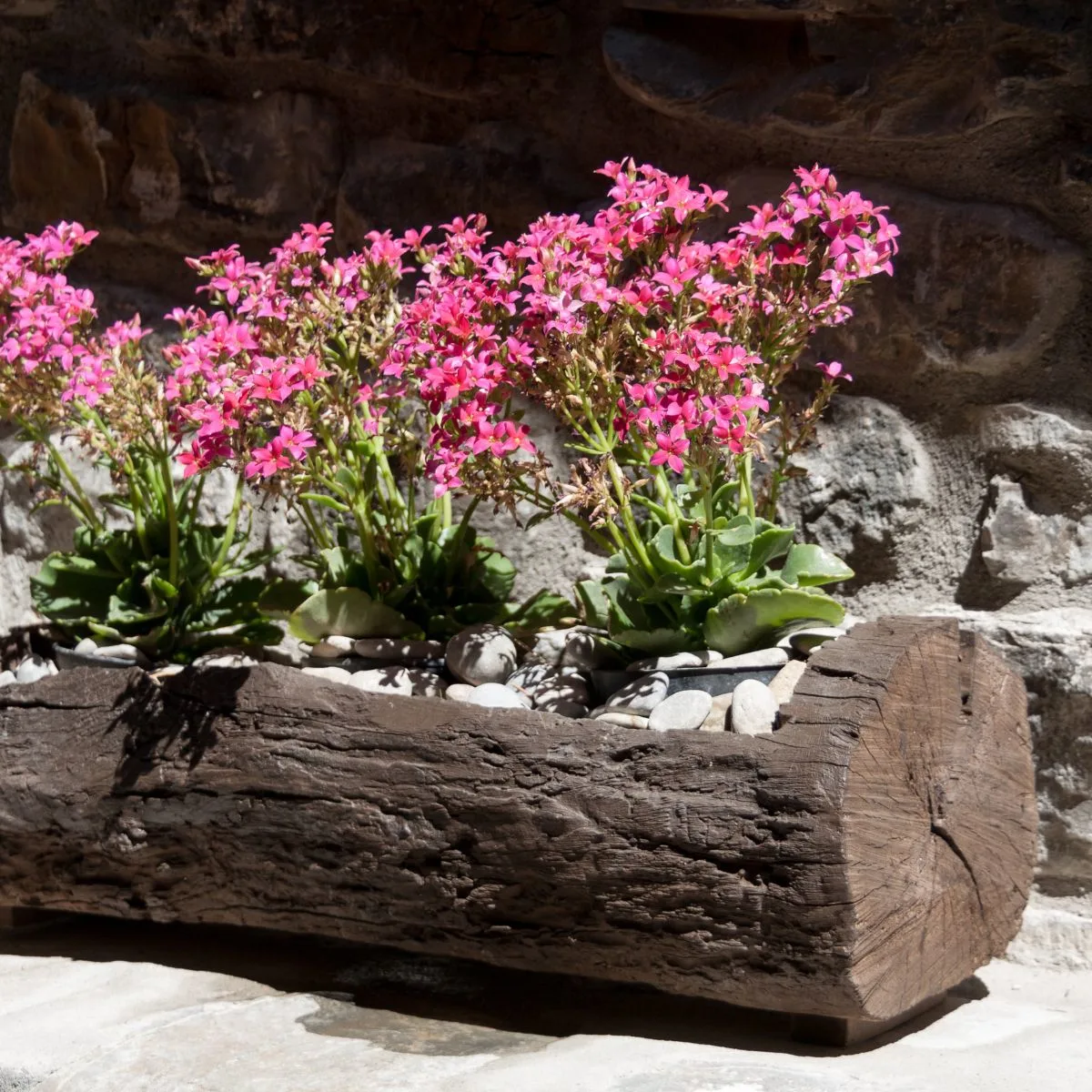 pink flowers growing in a log planter.