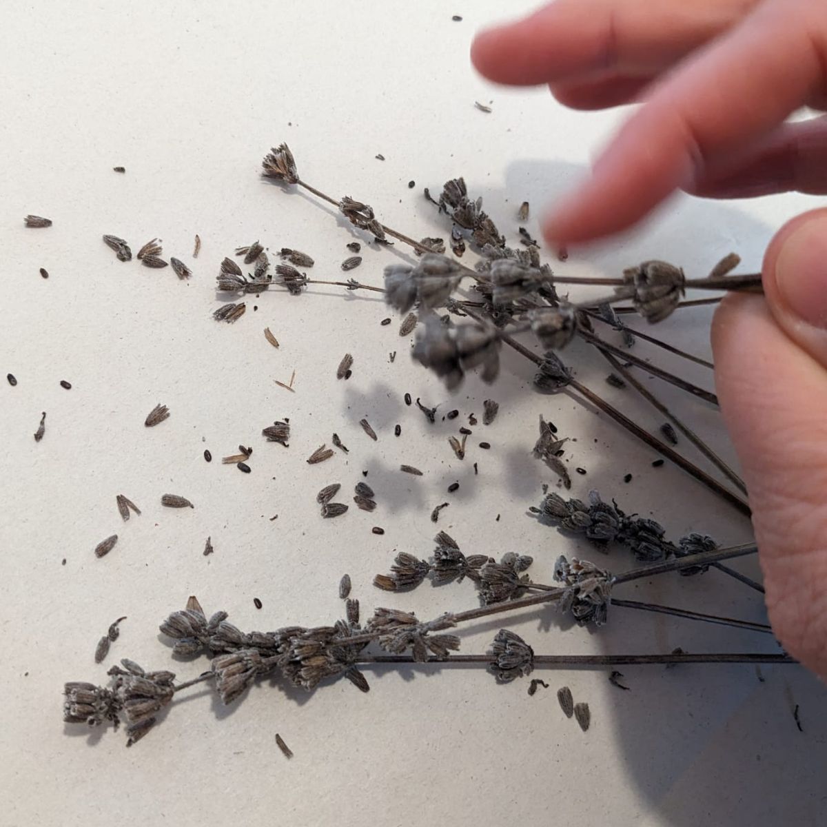 shaking lavender seeds off the seed pods. 
