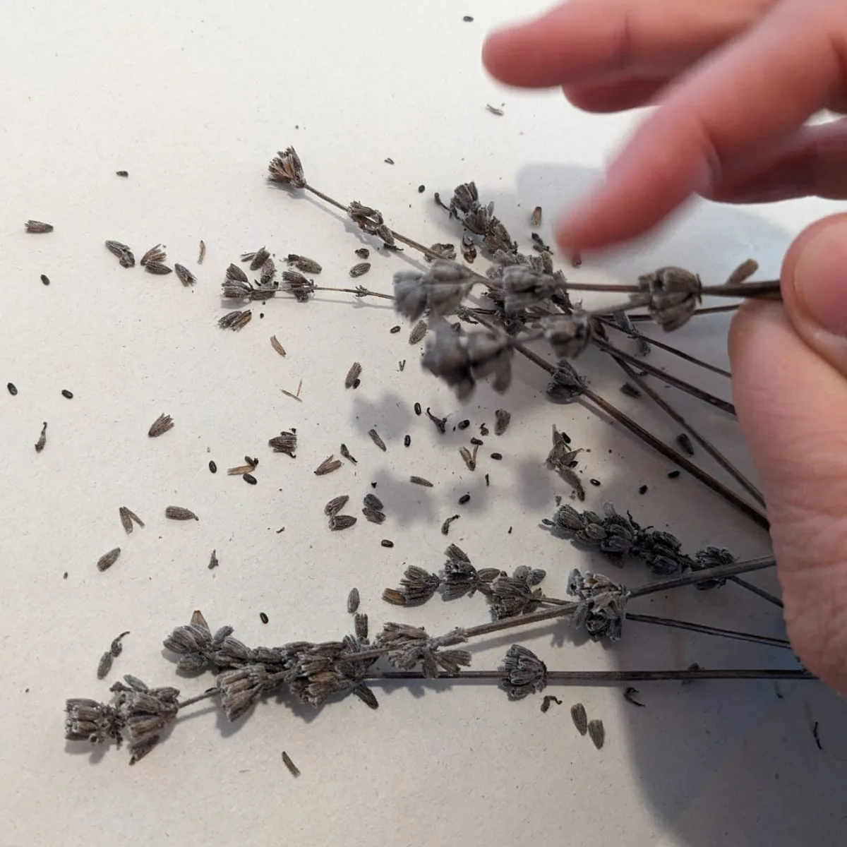 shaking lavender seeds off the seed pods.