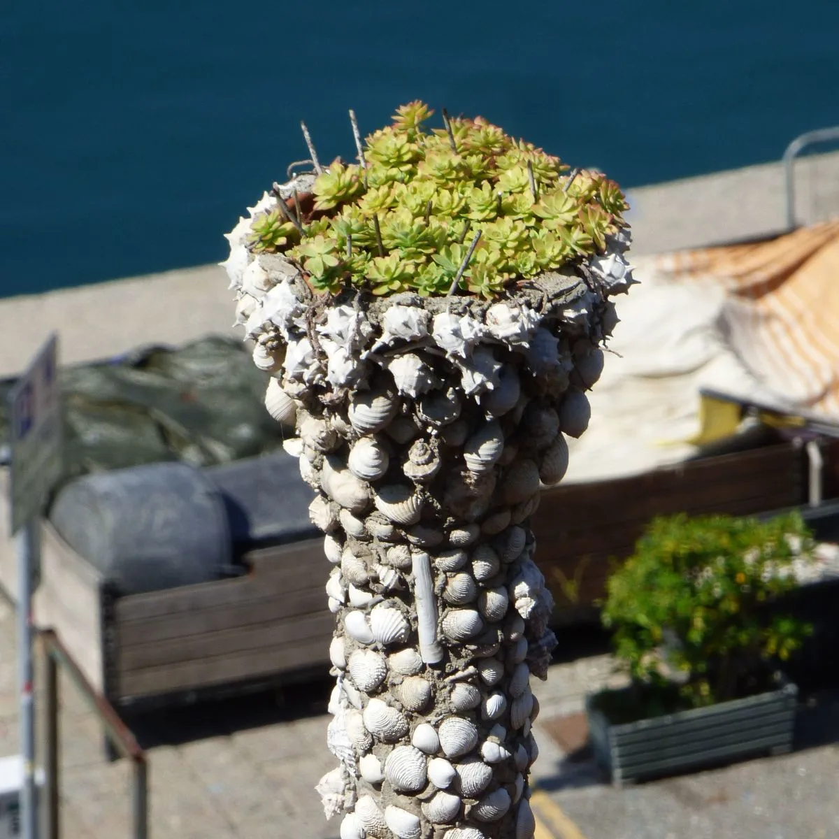 a succulent planter made of shells. 
