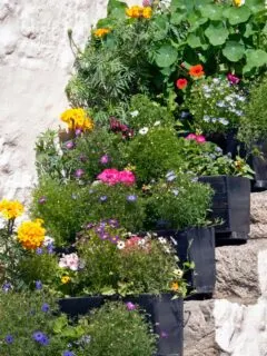 Black planters filled with colorful flowers, arranged on stone stairs