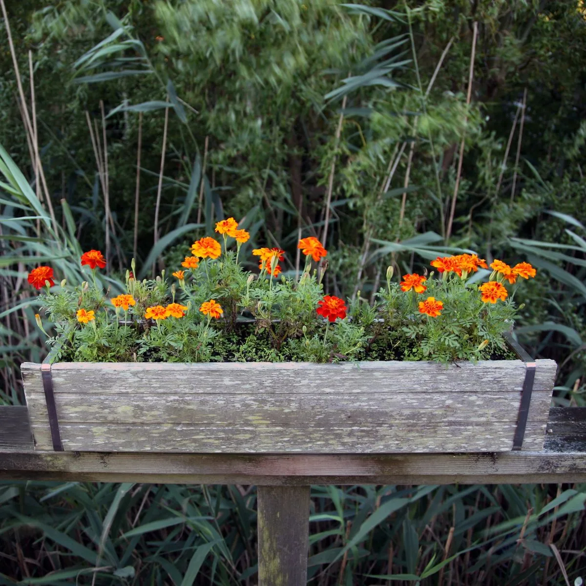wooden planter filled with marigolds.  