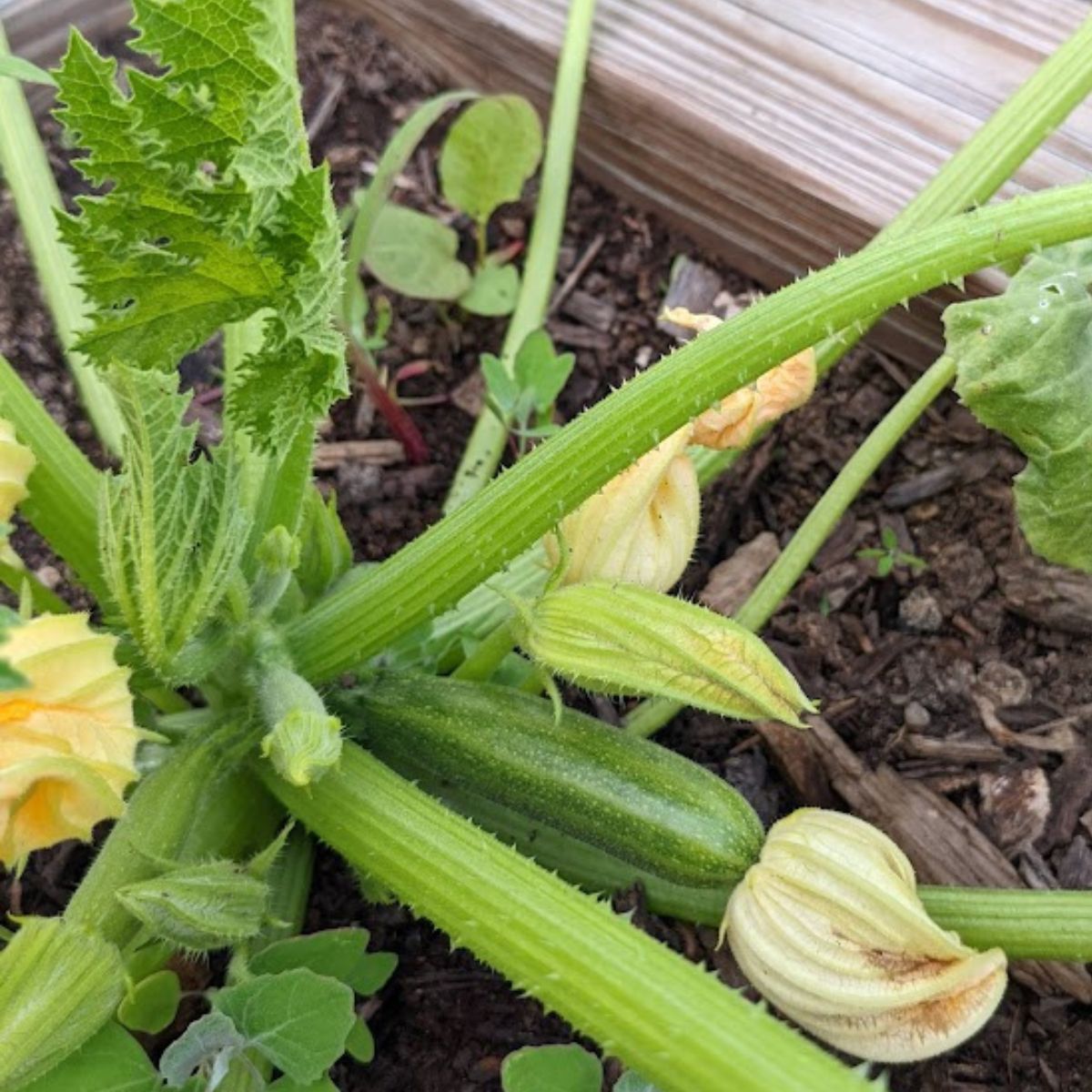 zucchini plant with a couple of small fruits and a few more flowers. 