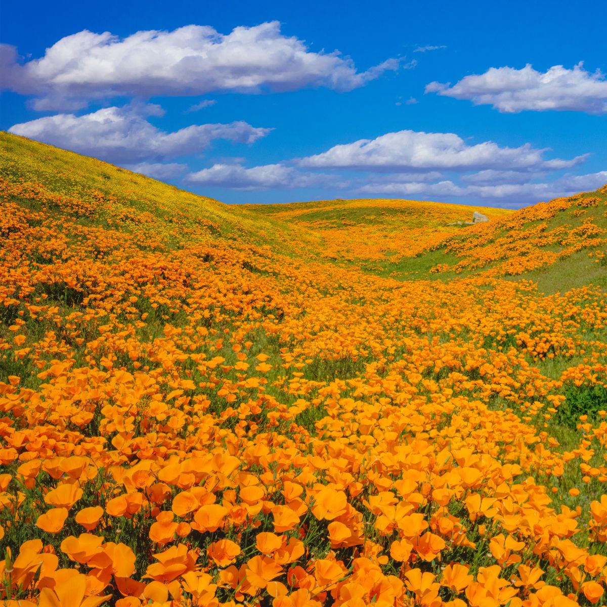 Thousands of orange poppies at the California Poppy Reserve.