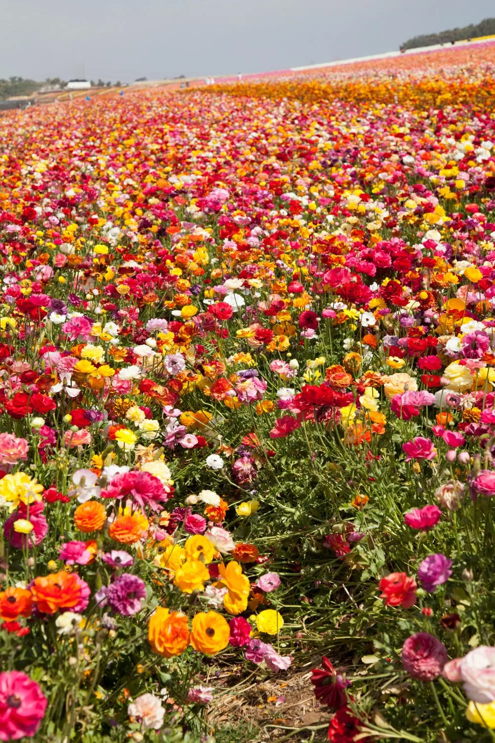 A field of ranunculus flowers at the Carlsbad Flower Fields.