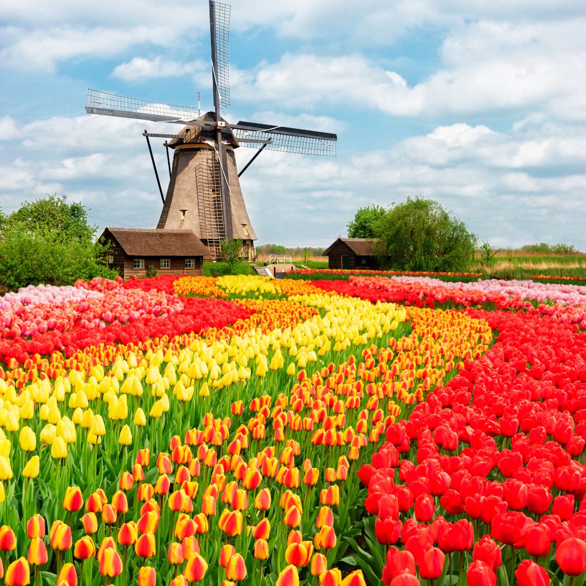 Field of Tulips in Keukenhof, Netherlands, with some buildings in the background. 