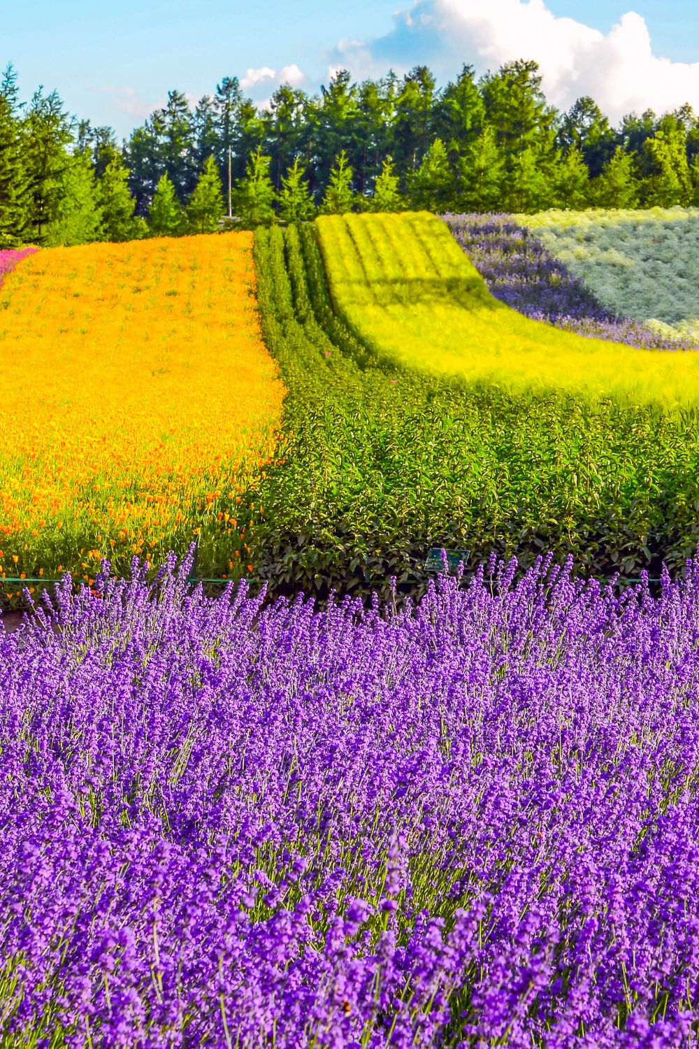 Furano Flower Fields, beautiful strips of colorful blooms: form yellow to purple and bright green. 