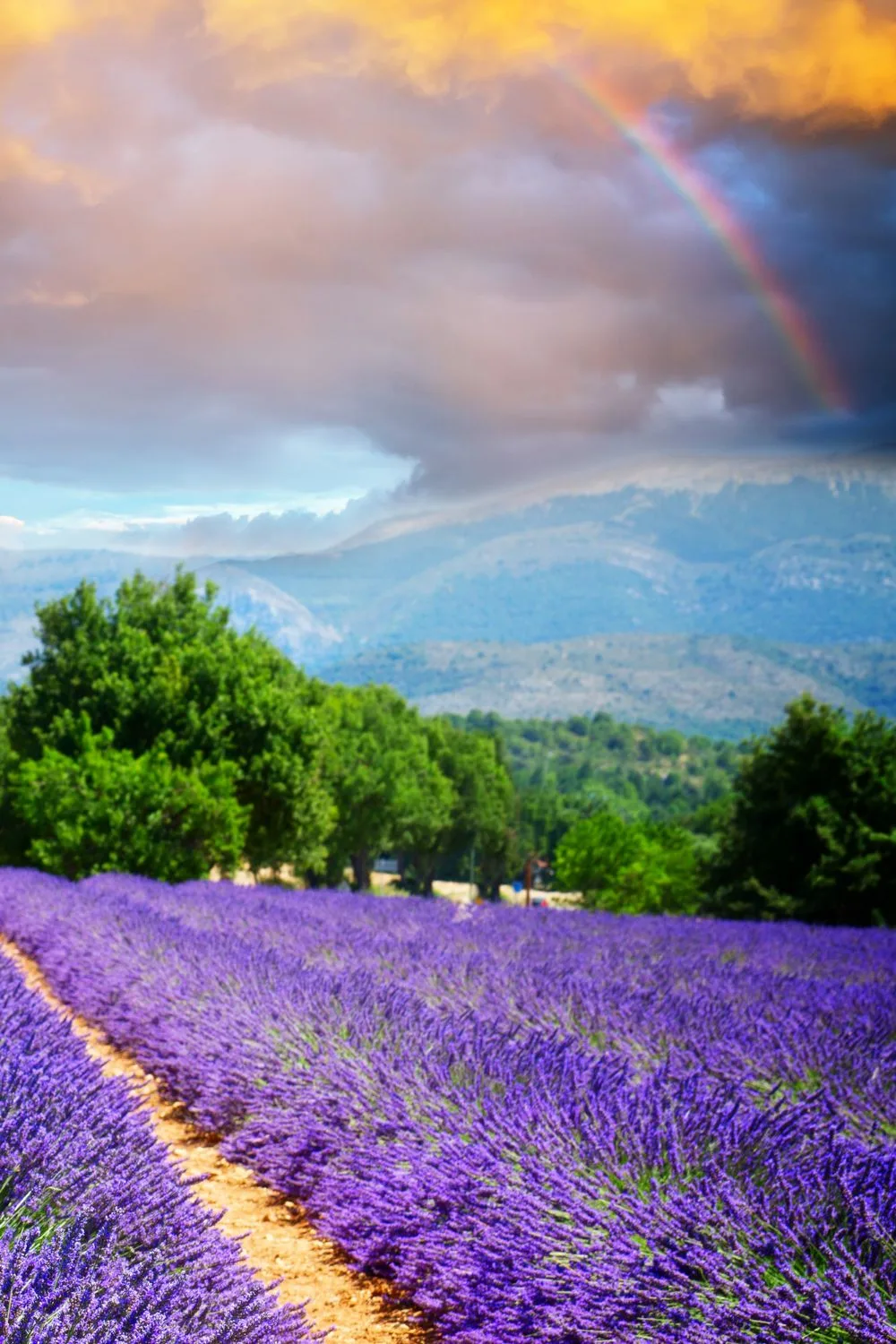 Beautiful lavender field in Provence, with a rainbow in the background. 