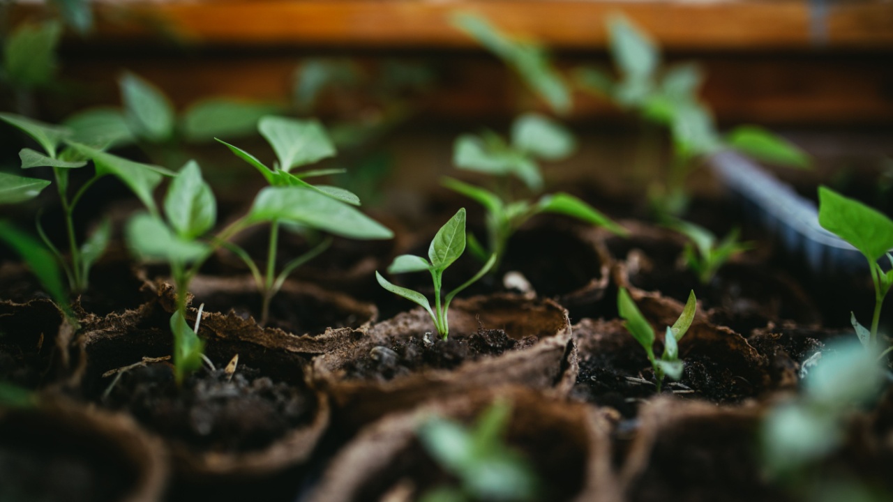 seedlings in peat pots.Baby plants seeding, black hole trays for agricultural seedlings.The spring planting. Early seedling , grown from seeds in boxes at home on the windowsill