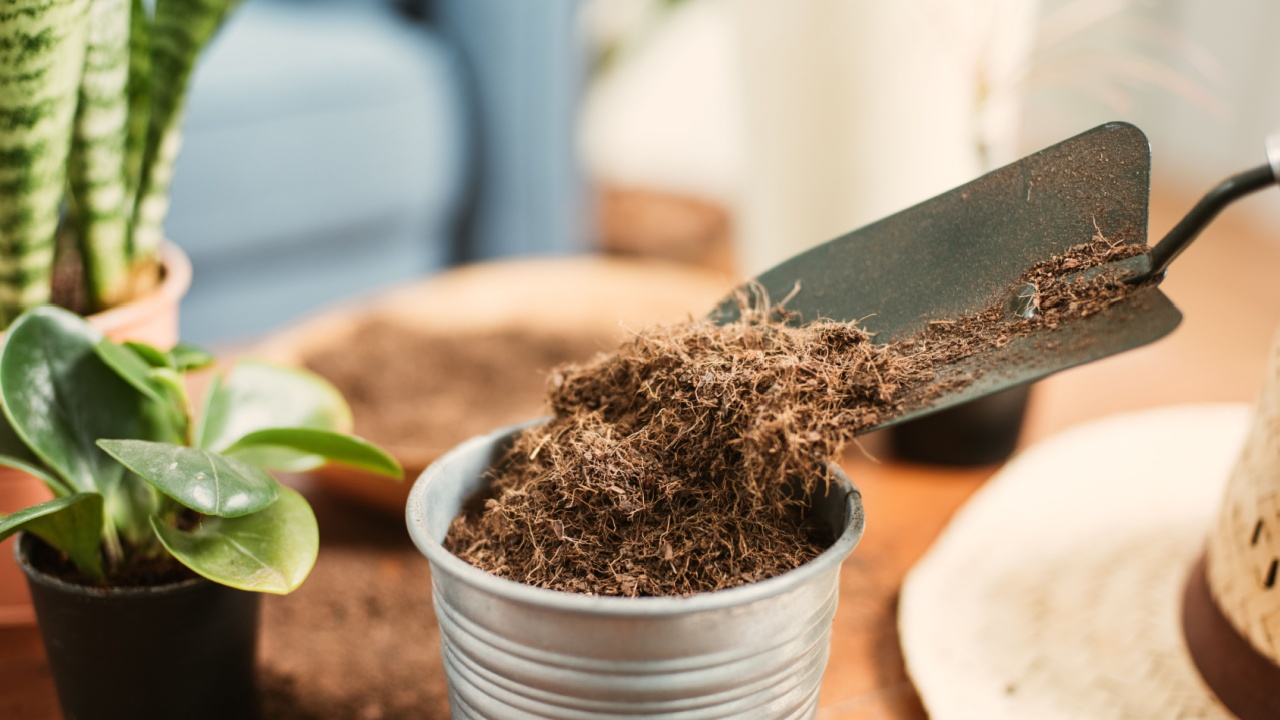 Coco peat for gardening. Coco peat is growing medium made out of coconut husk.