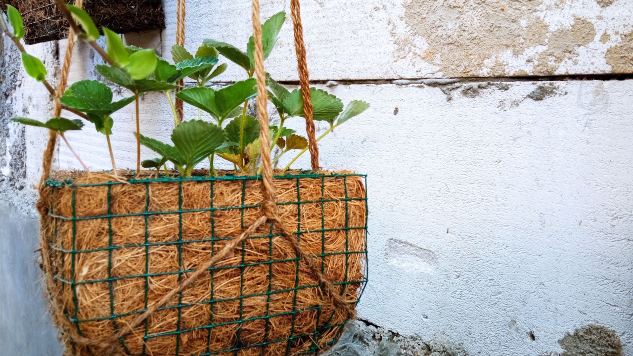 Strawberry Fruits Plant Inside The Pot Made with Coconut Coir Hanging on The Housewall