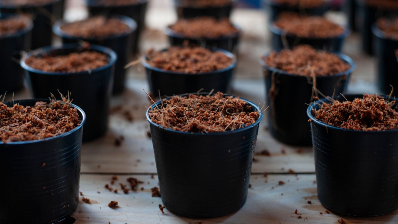 material for planting seeds (soil, organic manure, coconut coir husk fiber) in plastic pots.