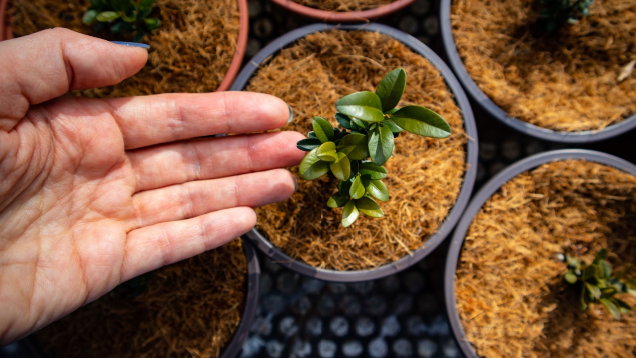 Pots with plants, small tree grown in A garden greenhouse. A hand touching flower in pot. Coconut Coir Peat Compost Organic Soil Hydroponics Substrate