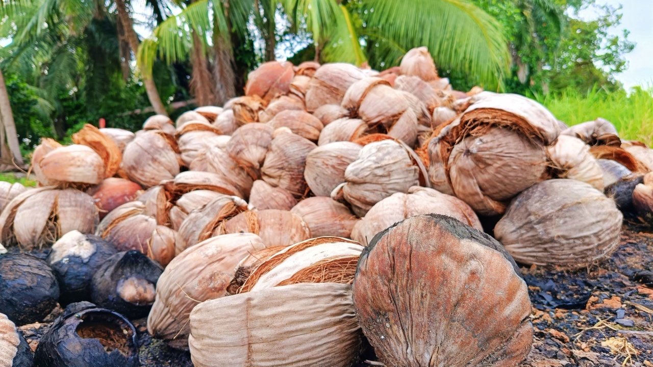 A lot of coconut husks are peeled and then piled up to be used as agricultural fertilizer.