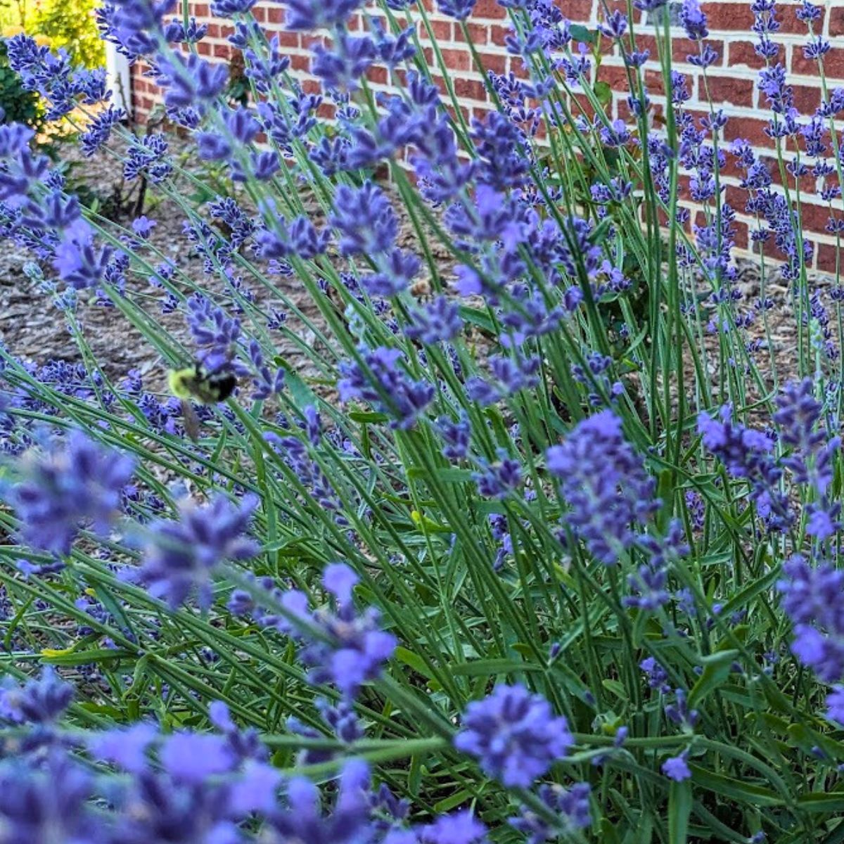 a bumble bee on my English lavender.