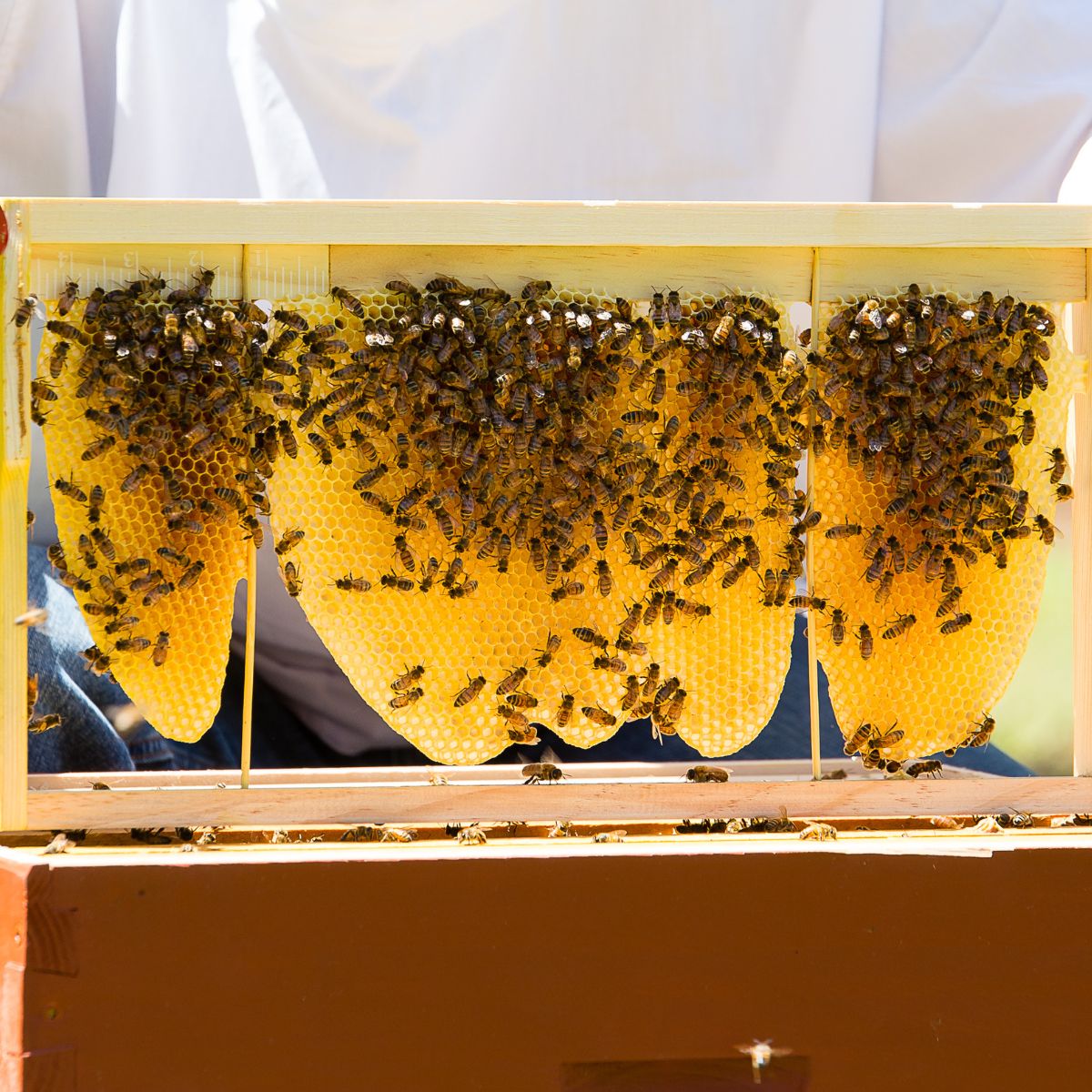 bees on honeycomb.