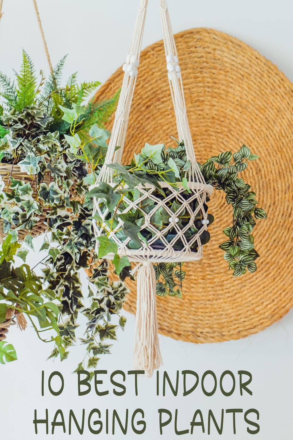 10 Best Indoor Hanging Plants