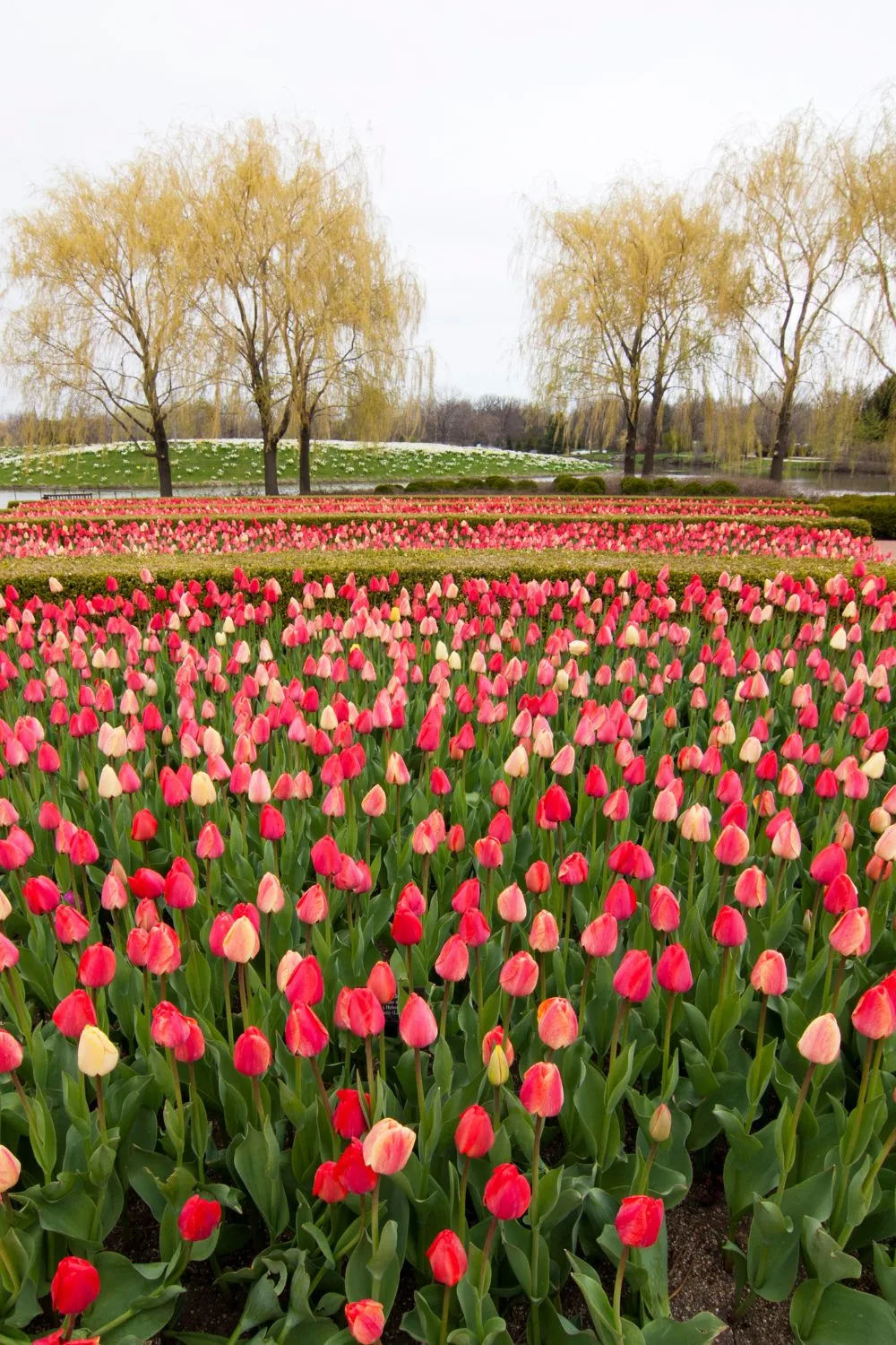 A field of blooming red tulips. 