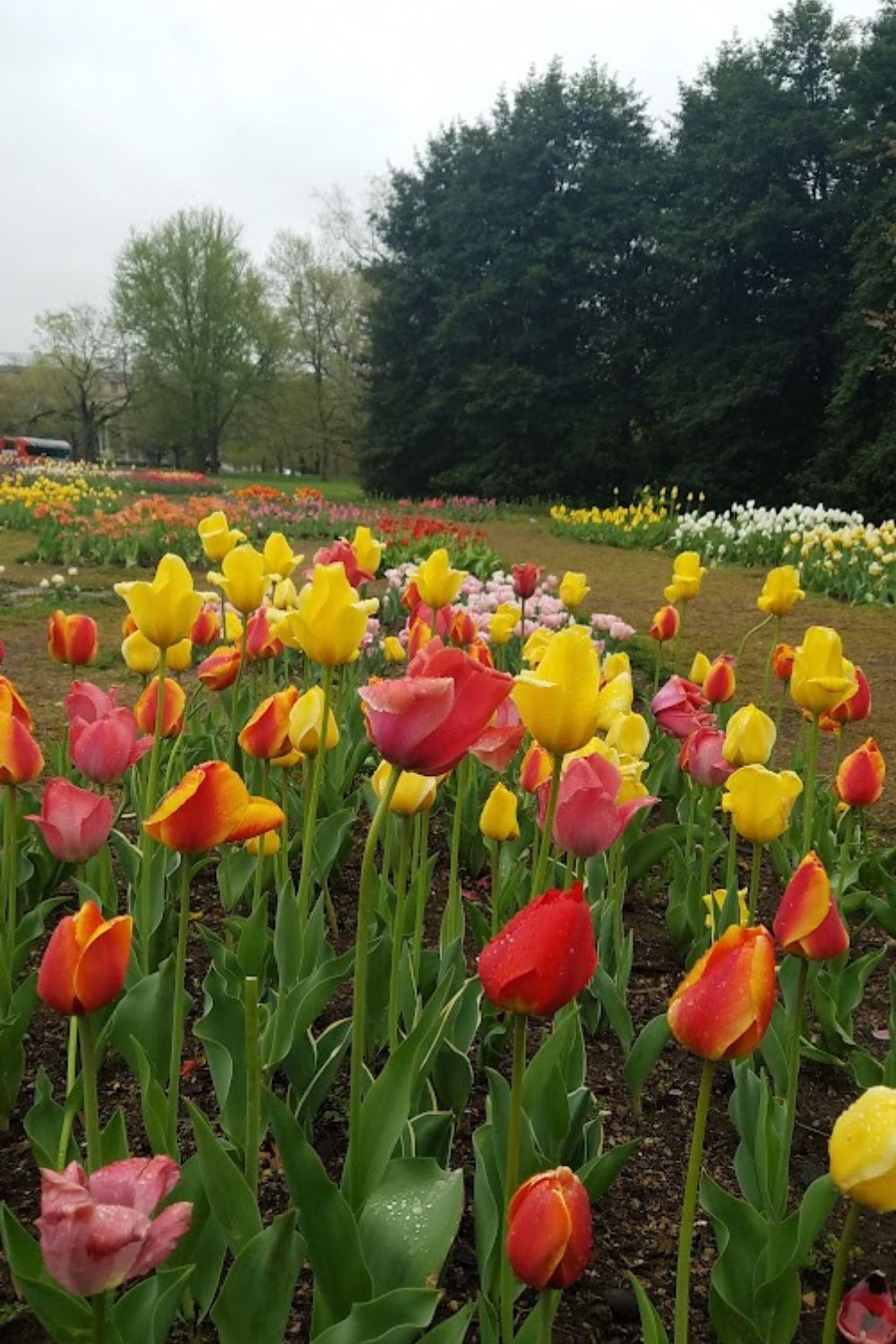 Field of tulips in Washington DC. 