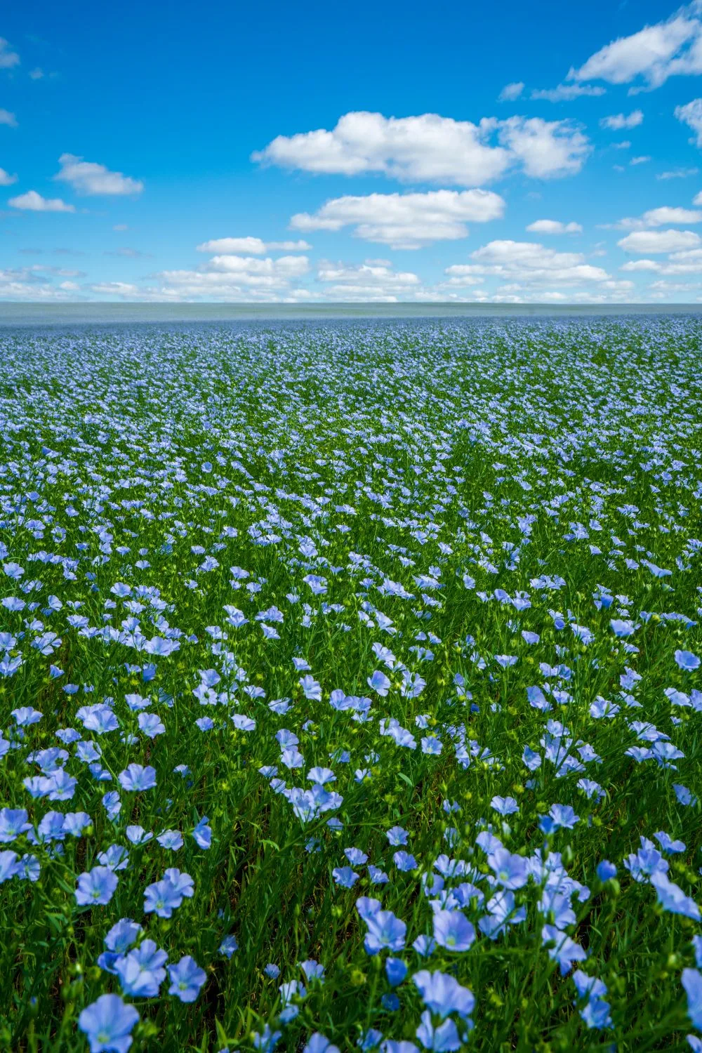 A field of beautiful light blue flax flowers. 