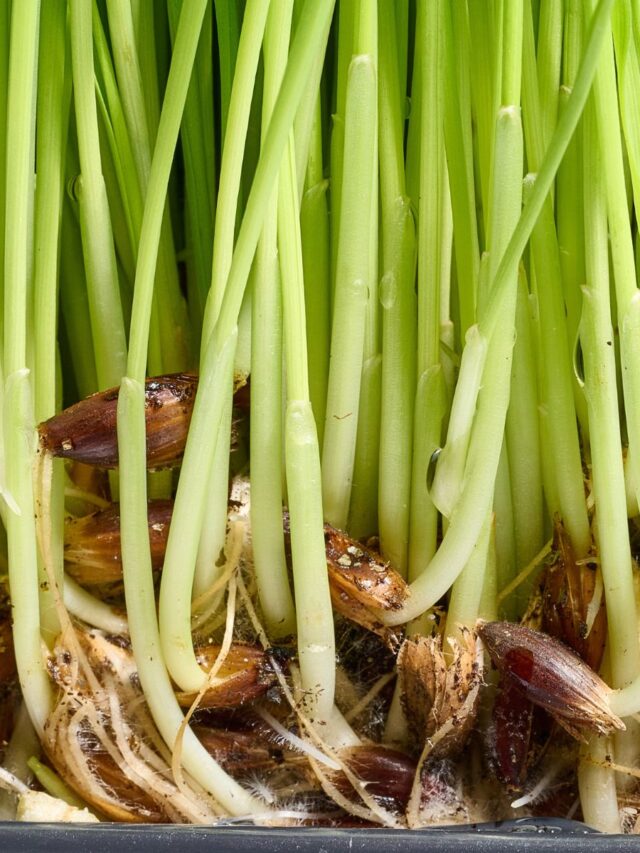 What Is The Best Soil Mix For Tomatoes?