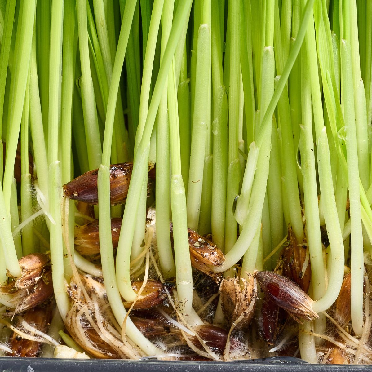 green wheat sprouts