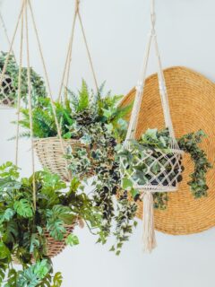 Plants hanging in macrame hangers in front of a wall, with a straw hat in the background.