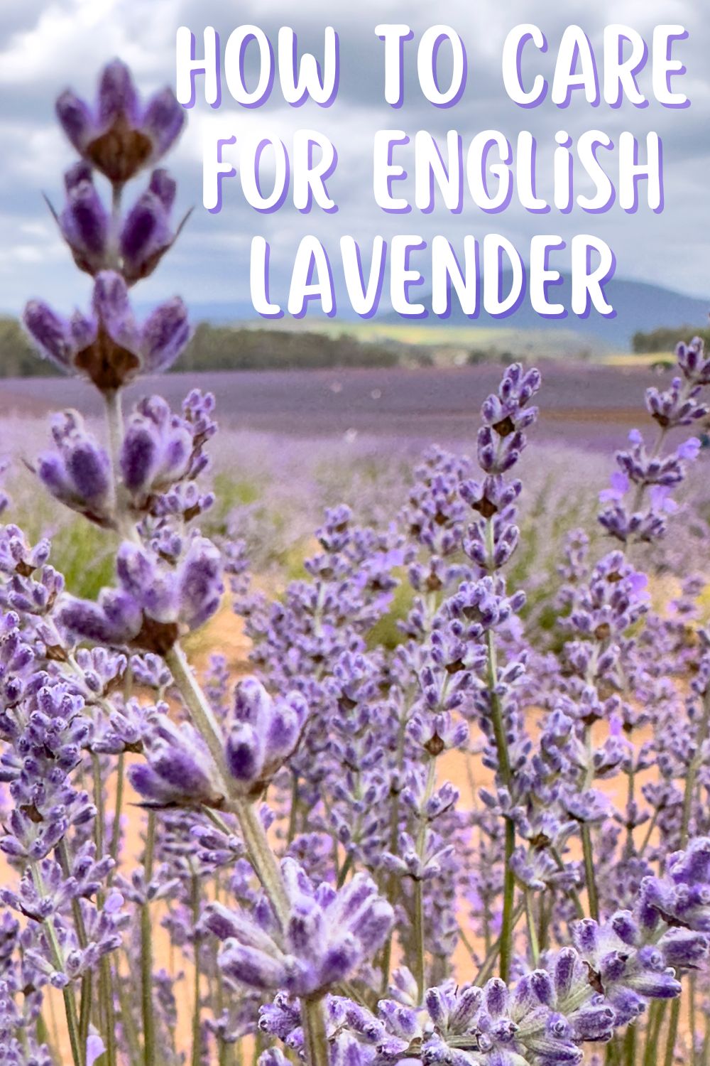 How to Care for English Lavender.