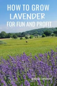 Lavender book: how to grow lavender for fun and profit.