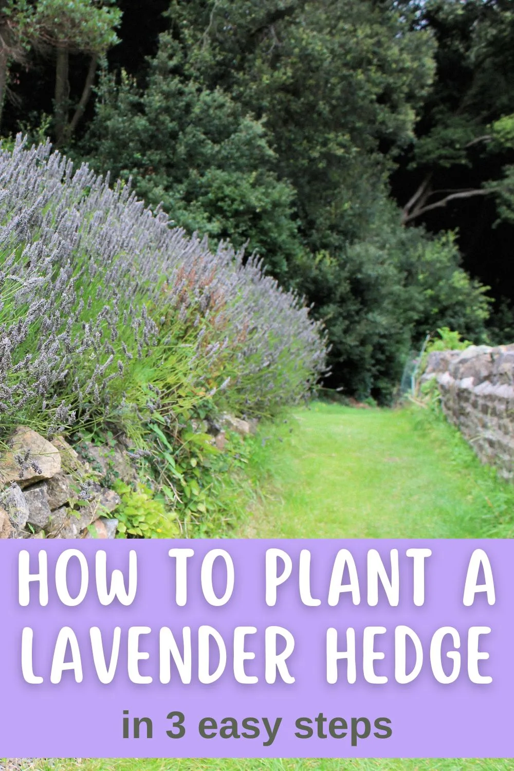 How to plant a lavender hedge in 3 easy steps. 