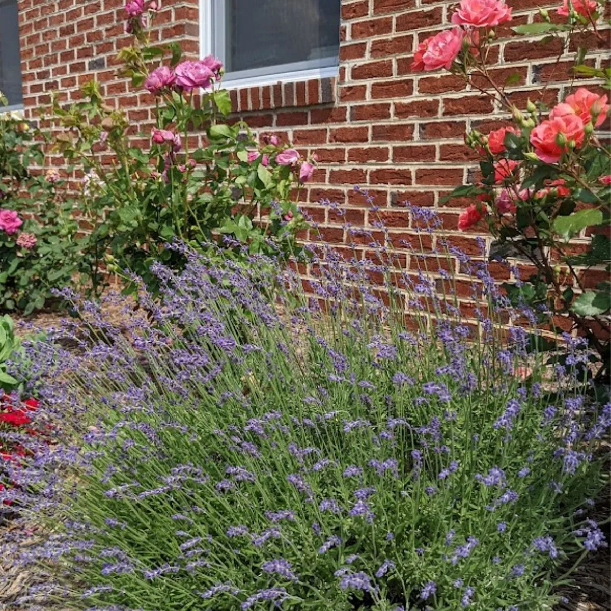Small lavender hedge in front of some rose bushes. 