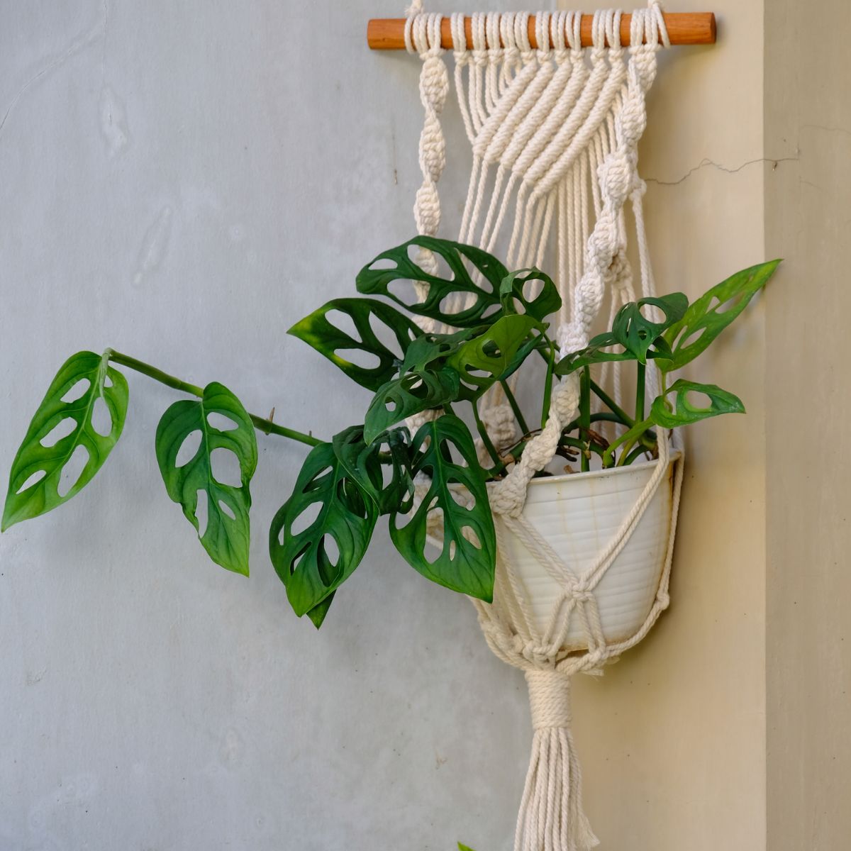 Macrame plant hanger with a monstera plant in it. 