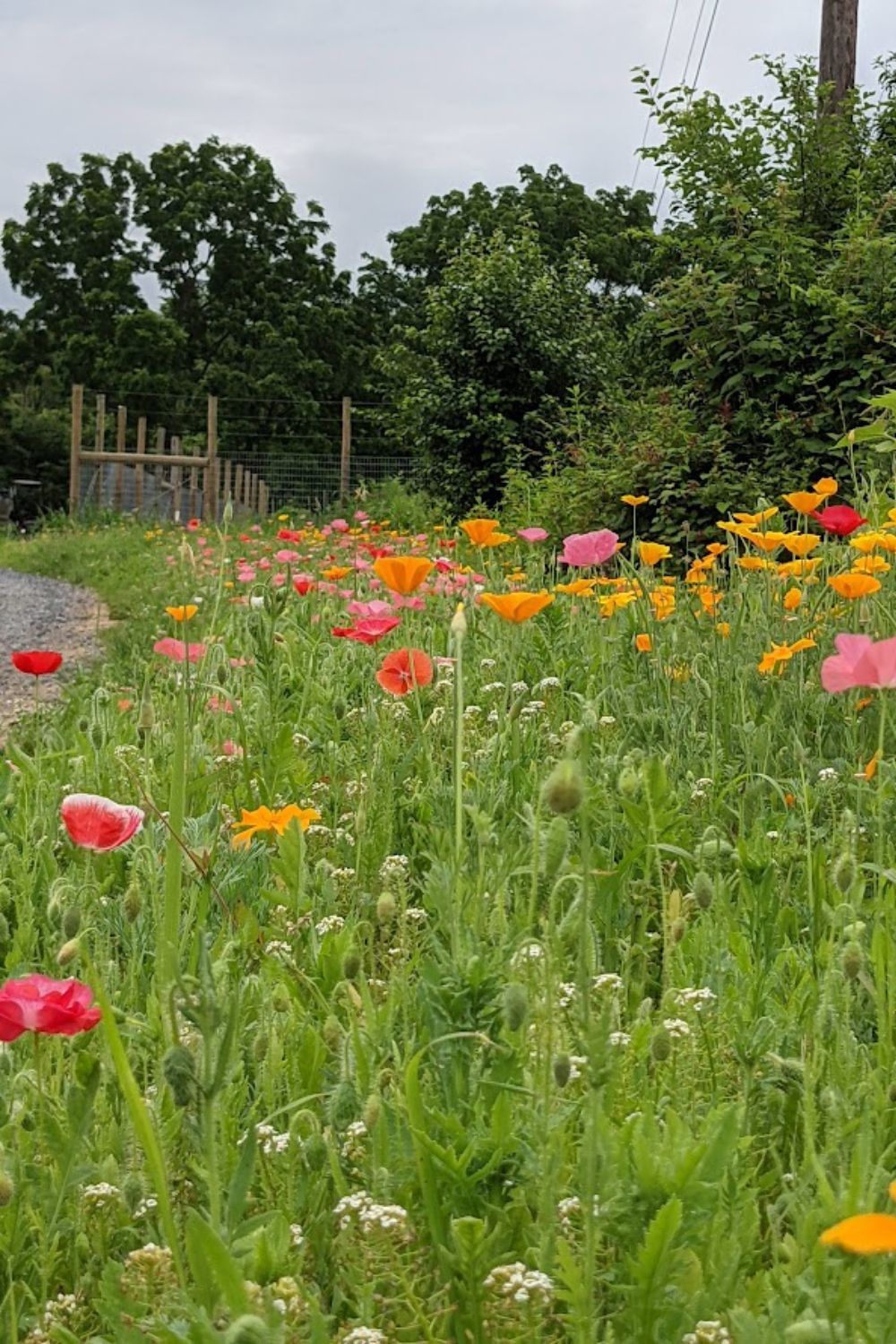 Hundreds of multicolored poppies along my driveway.