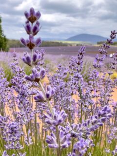 Old fashioned English lavender flowers with mountains in the background.