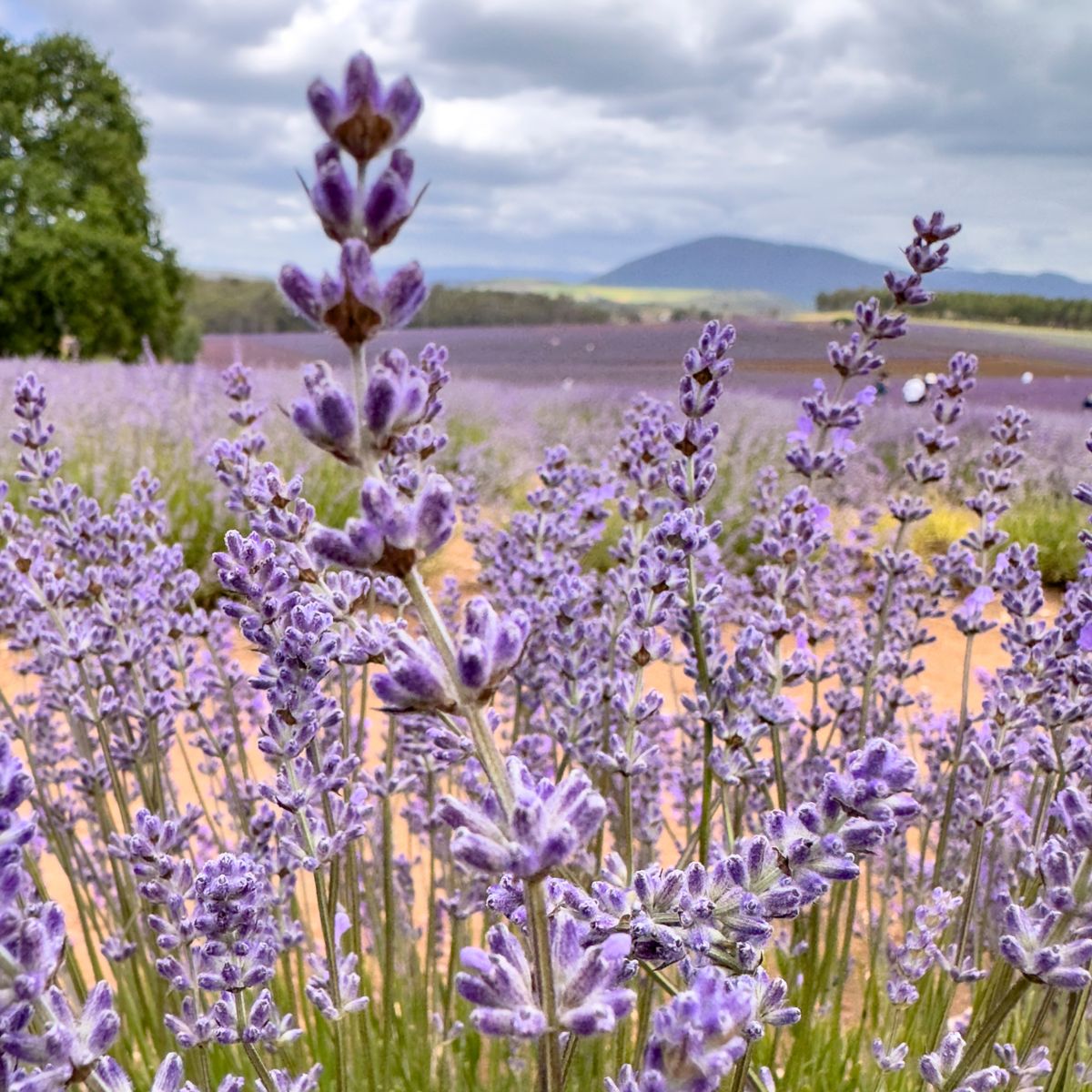 Old fashioned English lavender flowers with mountains in the background.