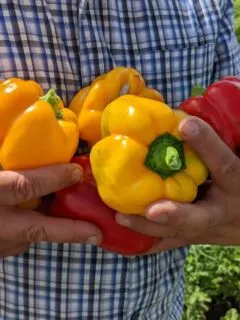 man holding a handful of orange and red bell peppers.