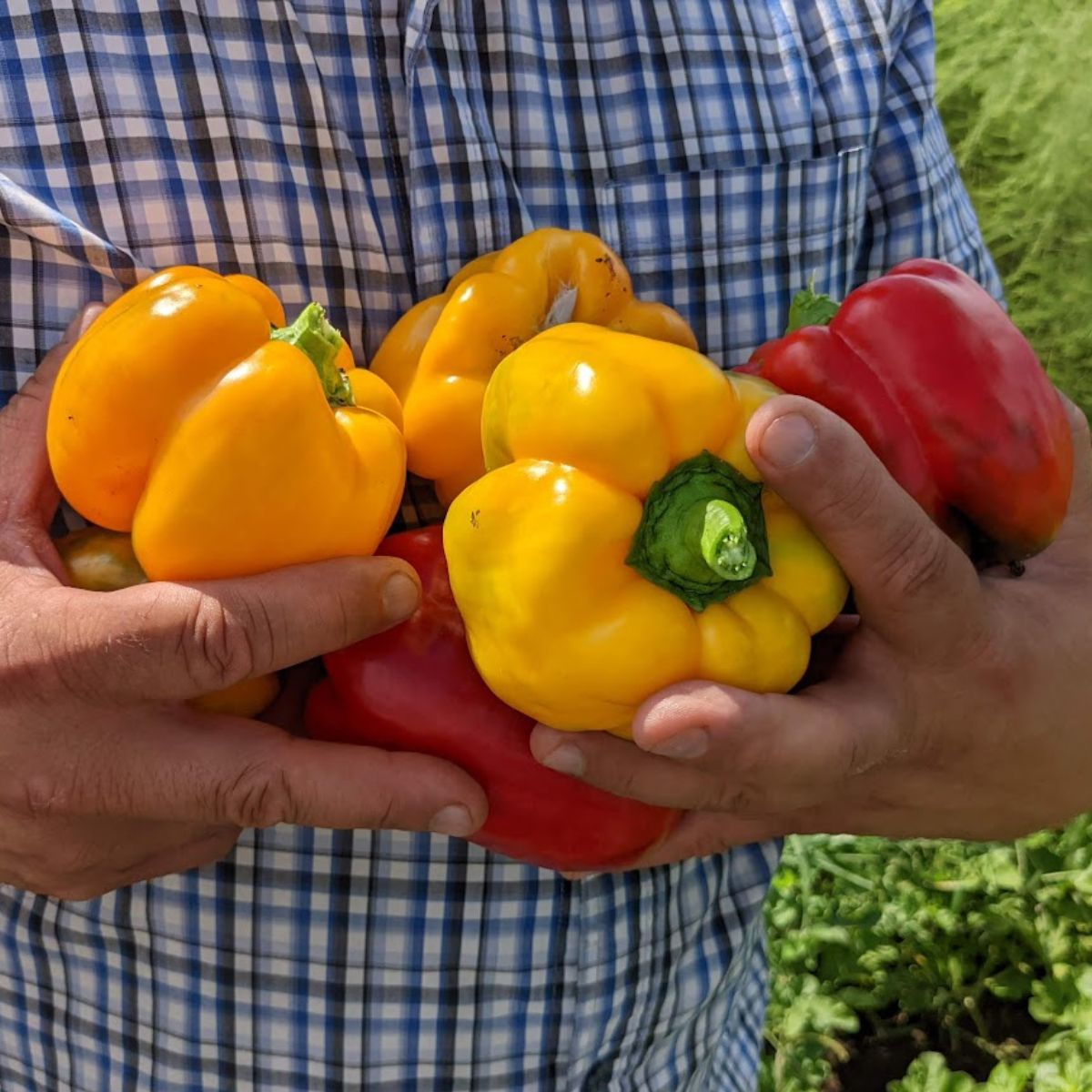 man holding a handful of orange and red bell peppers. 